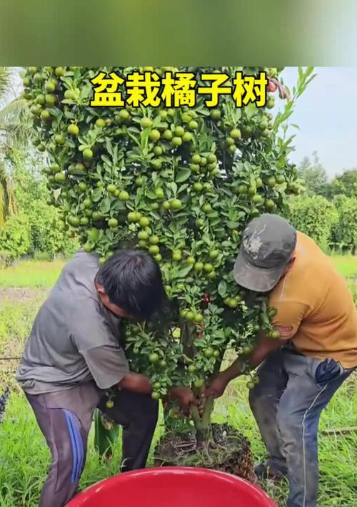 桔子树盆景修剪技巧有哪些？