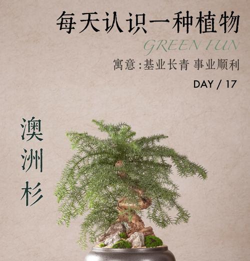 将军棒植物的养殖要点是什么？