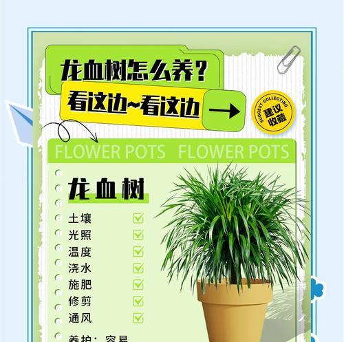 将军棒植物的养殖要点是什么？