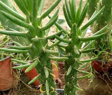 将军棒植物的养殖要点是什么？