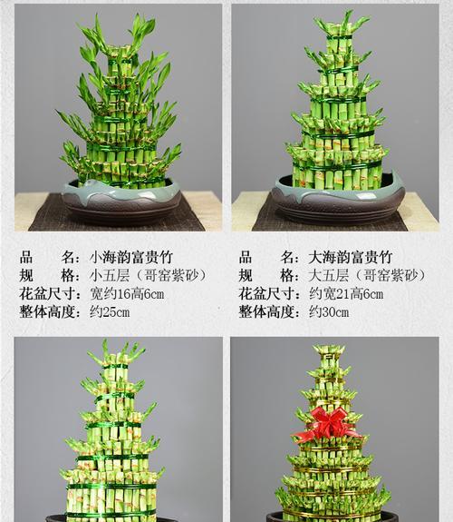 转运竹根部发黄的解决方法是什么？