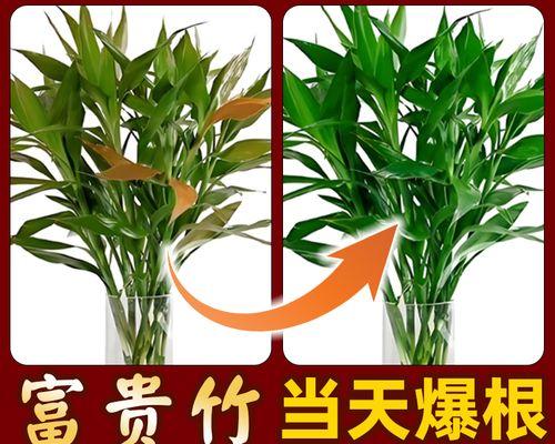 转运竹根部发黄的解决方法是什么？