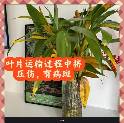 转运竹根部发黄的解决方法是什么？
