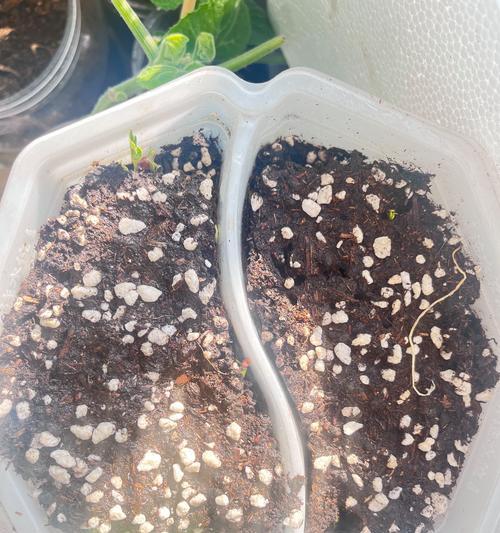 盆栽土壤配制的正确方法是什么？