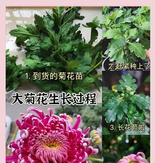 大丽菊播种的合适时间是什么时候？