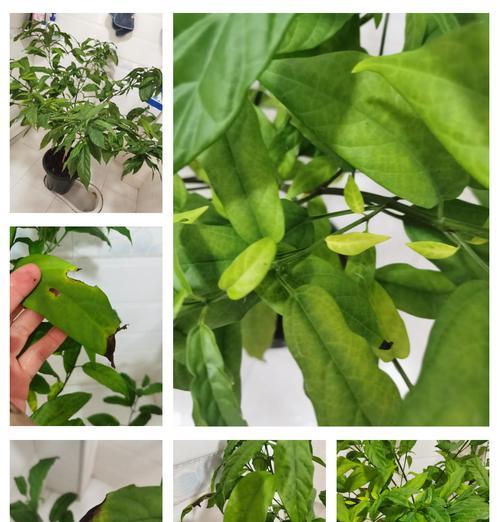 茉莉叶子发黄怎么办？如何恢复绿色？