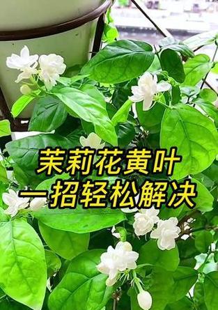 茉莉叶子发黄怎么办？如何恢复绿色？