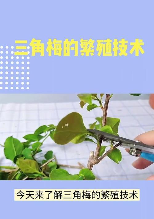 三角梅繁殖方法？怎样繁殖效果最佳？