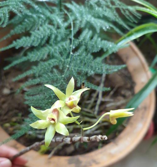 铁皮石斛的开花季节是什么时候？如何养护以促进开花？