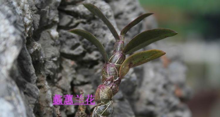 铁皮石斛的开花季节是什么时候？如何养护以促进开花？