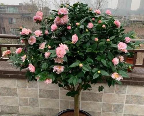 秋季适合种植哪些花卉？