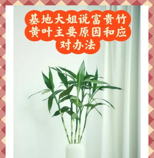 富贵竹叶子变黄的常见原因？