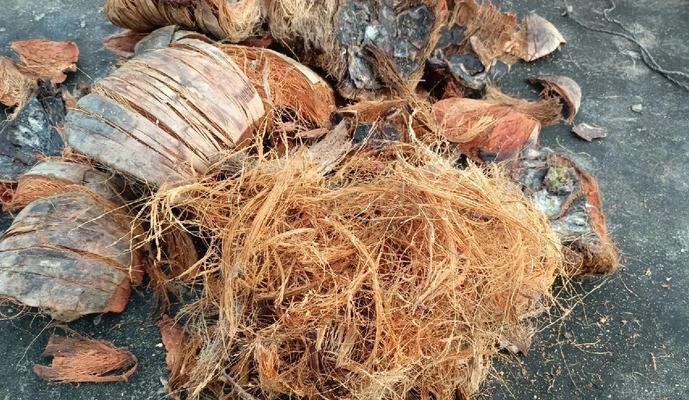 椰子壳花盆制作步骤有哪些？
