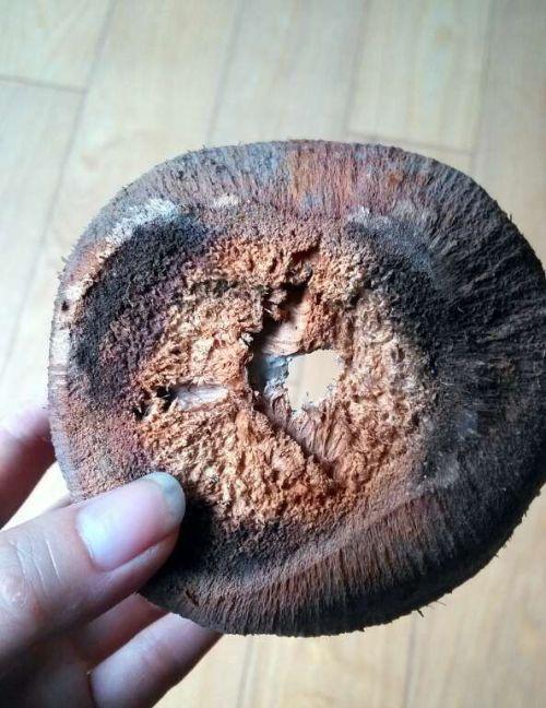 椰子壳花盆制作步骤有哪些？