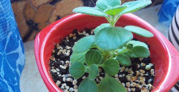 喷喷香植物怎么养？喷喷香植物的养殖方法和注意事项是什么？