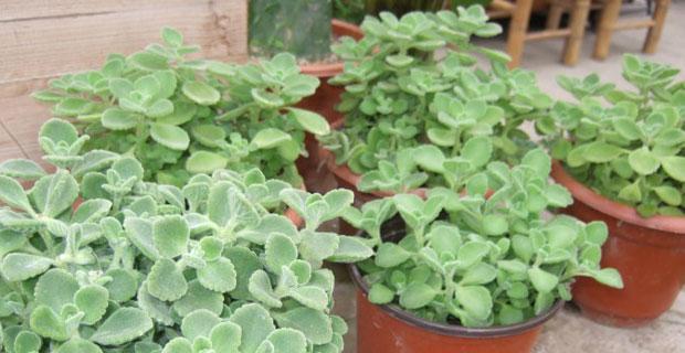 喷喷香植物怎么养？喷喷香植物的养殖方法和注意事项是什么？