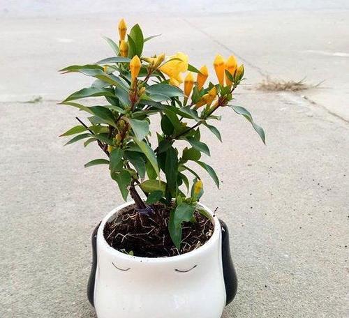 喷喷香植物怎么养？喷喷香植物的养殖方法和注意事项是什么？