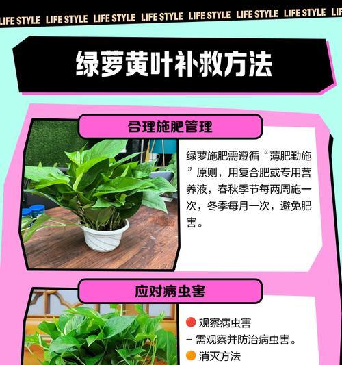 绿萝土里出现虫子怎么办？如何有效处理？