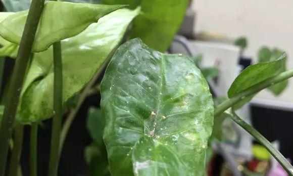 绿萝土里出现虫子怎么办？如何有效处理？