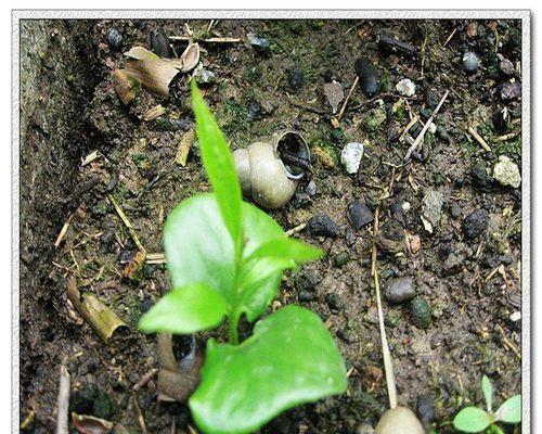 木棉花种子种植技巧有哪些？怎样提高发芽率？