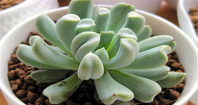 特玉莲的养殖方法是什么？特玉莲养护需要注意什么？