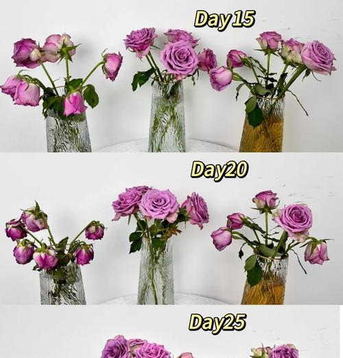 水养的花怎么养才能保持新鲜？