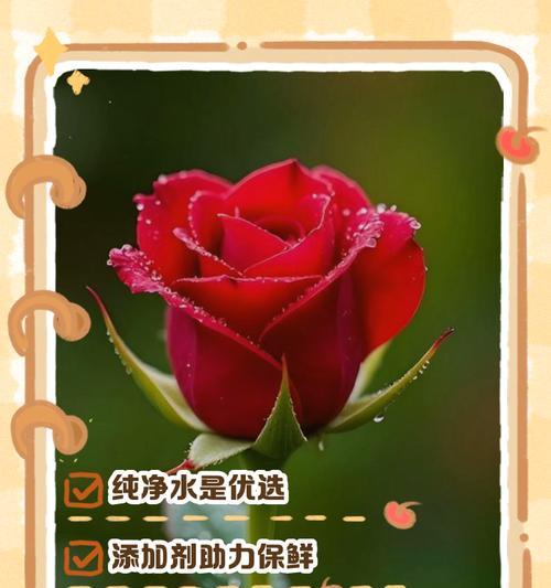 水养的花怎么养才能保持新鲜？