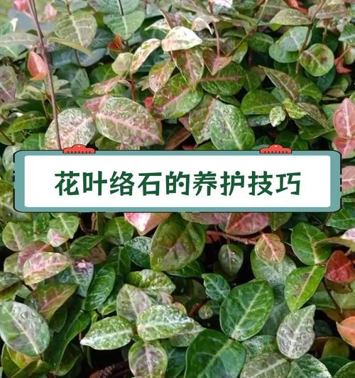 络石的养护技巧有哪些？