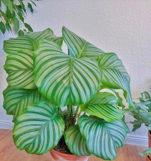 室内适合种植哪些植物？它们对健康有何益处？