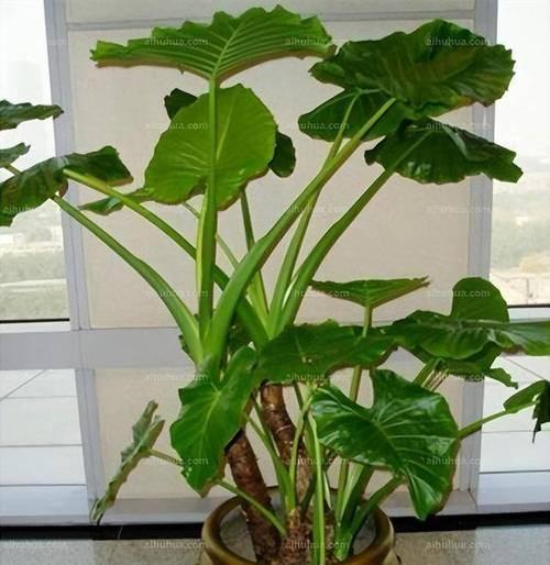 室内适合种植哪些植物？它们对健康有何益处？