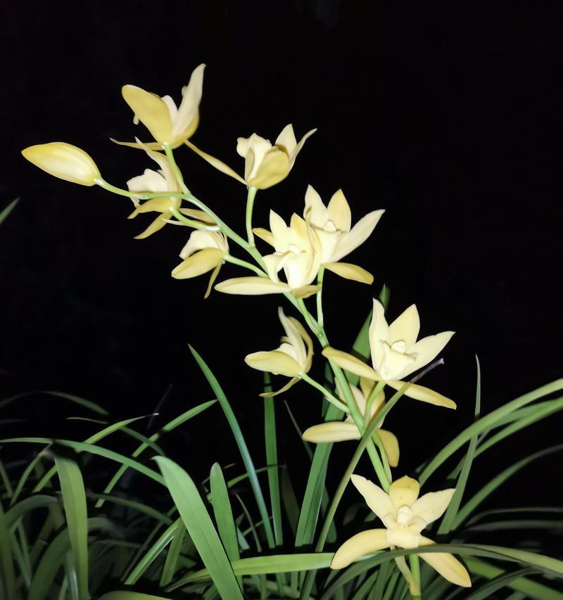 兰花有哪些开花品种？兰花开花品种的养护和繁殖技巧是什么？
