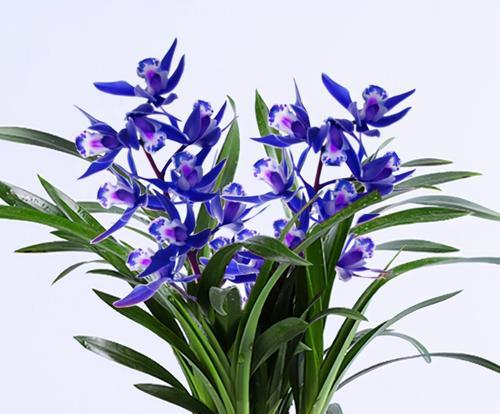 兰花有哪些开花品种？兰花开花品种的养护和繁殖技巧是什么？