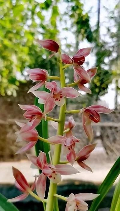 兰花有哪些开花品种？兰花开花品种的养护和繁殖技巧是什么？