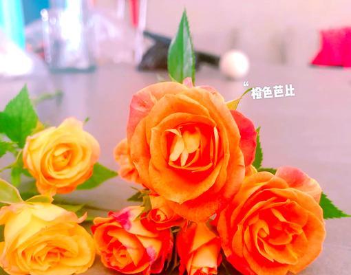 玫瑰怎么栽培？从土壤选择到修剪的全面指南？