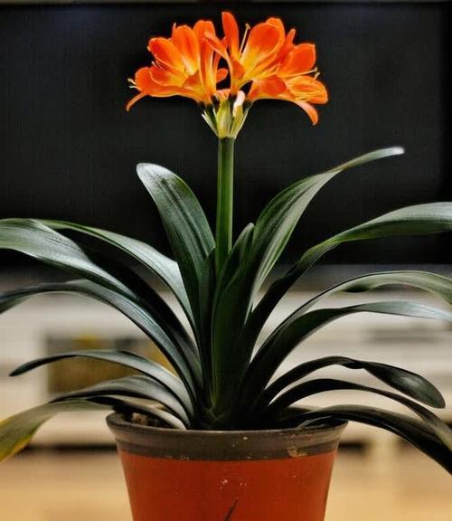 君子兰的最佳种植时间是什么时候？如何正确种植君子兰？