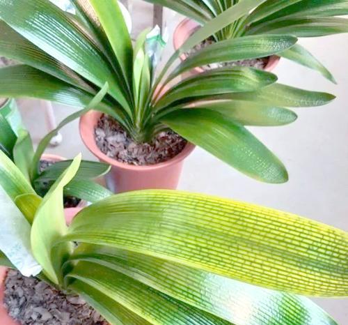 君子兰的最佳种植时间是什么时候？如何正确种植君子兰？