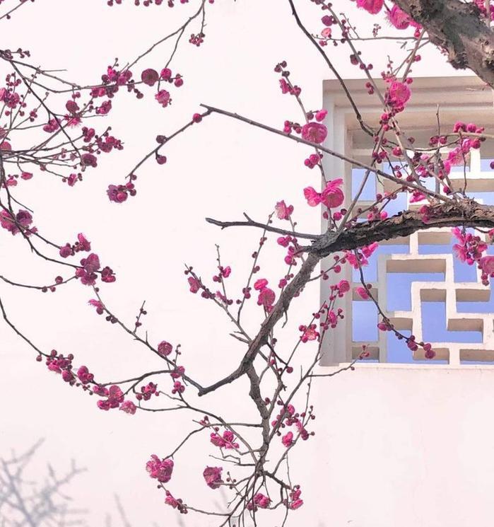 春季开花的树种有哪些？它们的养护要点是什么？