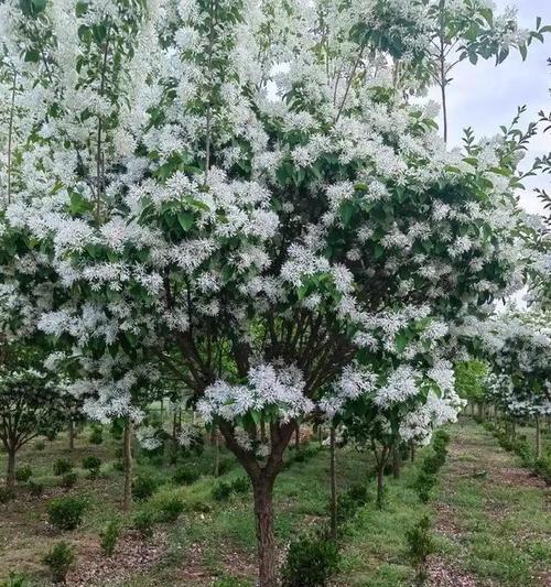春季开花的树种有哪些？它们的养护要点是什么？