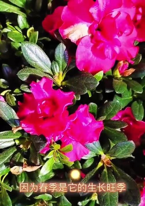 春季开花的树种有哪些？它们的养护要点是什么？