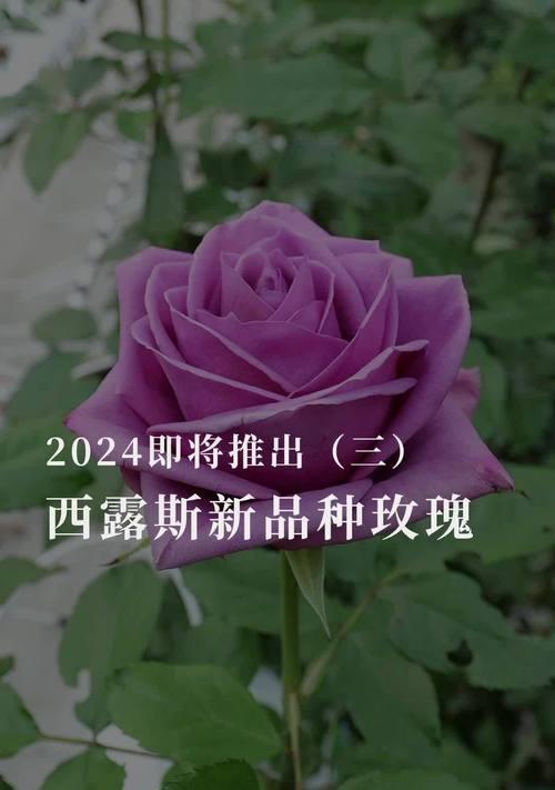 切花玫瑰品种大全及选择技巧？哪种切花玫瑰最受欢迎？