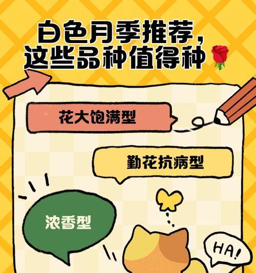 白色月季品种有哪些？白色月季的养护技巧是什么？