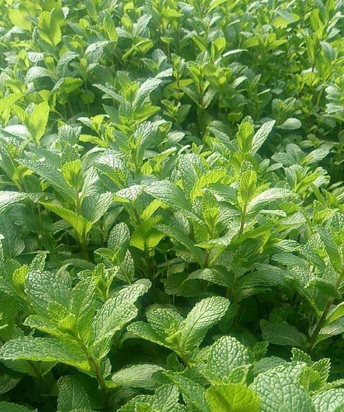 薄荷的栽种方法是什么？如何保持其新鲜？