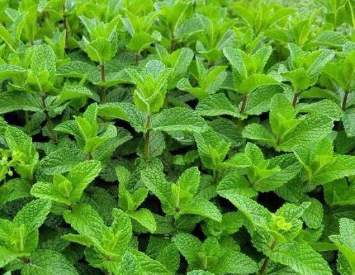 薄荷的栽种方法是什么？如何保持其新鲜？
