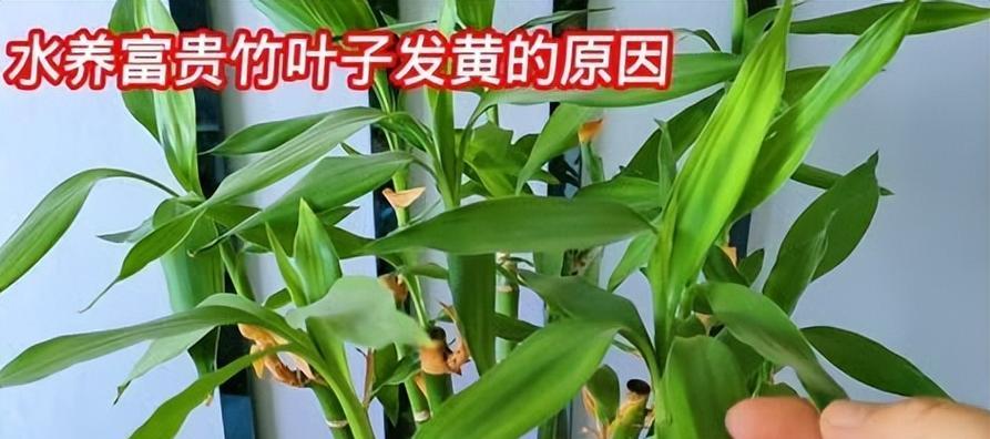 富贵竹叶子变黄怎么办？富贵竹叶子变黄的原因和解决方法是什么？