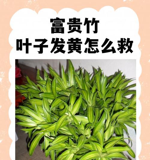 富贵竹叶子变黄怎么办？富贵竹叶子变黄的原因和解决方法是什么？