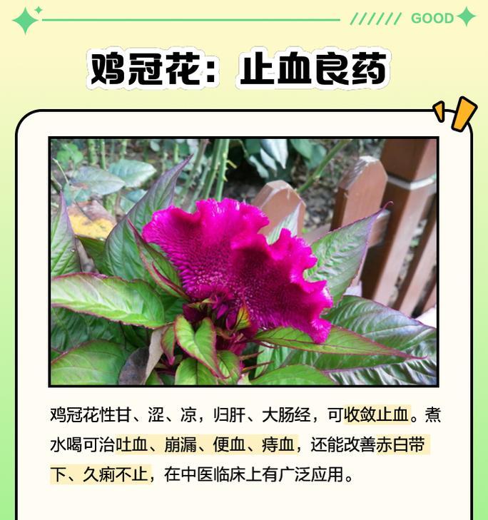 凤尾鸡冠花种植方法和步骤是什么？