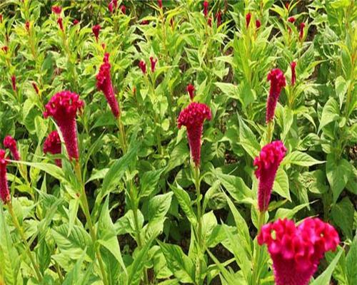 凤尾鸡冠花种植方法和步骤是什么？