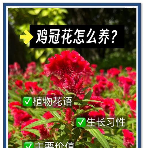 凤尾鸡冠花种植方法和步骤是什么？