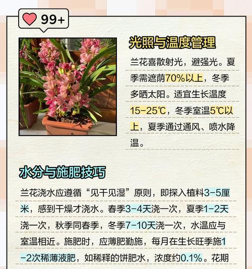 宽叶兰花属于什么品种？宽叶兰花的养护要点是什么？