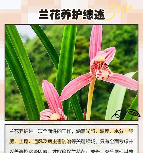 宽叶兰花属于什么品种？宽叶兰花的养护要点是什么？